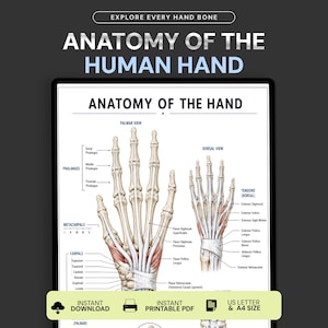 May include: A digital anatomy chart titled ANATOMY OF THE HUMAN HAND featuring detailed illustrations of the palmar and dorsal views of the hand with labeled bones and tendons. The chart includes text for instant download, printable PDF, and US letter size.