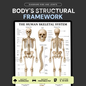 The Human Skeletal System Poster, Human Skeleton Anatomy Chart, Bones Anatomy Study Guide, Medical Nursing Biology Printable