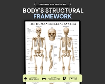 Könnte beinhalten: Ein digitales Lehrplakat mit dem Titel BODY'S STRUCTURAL FRAMEWORK und THE HUMAN SKELETAL SYSTEM. Es zeigt beige anatomische Illustrationen eines menschlichen Skeletts in Vorder- und Rückansicht, einen Schädel und eine Wirbelsäule mit Beschriftungen.