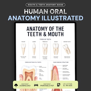 May include: A digital educational poster titled Anatomy of the Teeth & Mouth, featuring illustrations of incisor, canine, premolar, molar, and wisdom teeth, alongside a cross-section of a tooth and gum structure with labels for US Letter and A4 size.
