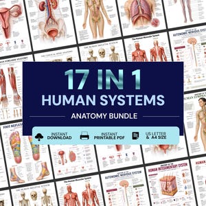 Może przedstawiać: Cyfrowy pakiet anatomiczny zawierający 17 plakatów edukacyjnych dotyczących układów ludzkiego ciała, w tym układu kostnego, mięśniowego, pokarmowego i nerwowego. Centralny tekst brzmi 17 IN 1 HUMAN SYSTEMS ANATOMY BUNDLE, INSTANT DOWNLOAD, INSTANT PRINTABLE PDF, US LETTER & A4 SIZE.