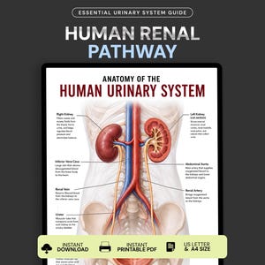May include: An educational chart titled Anatomy of the Human Urinary System and Human Renal Pathway. It features a detailed anatomical illustration of the kidneys, ureters, and major blood vessels with descriptive text labels for each component.