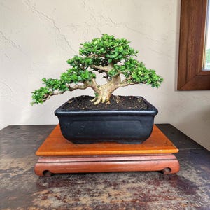 May include: A bonsai tree with vibrant green leaves and a textured trunk, planted in a black rectangular pot. The pot sits on a wooden stand with a reddish-brown finish, showcasing the miniature tree's intricate form.