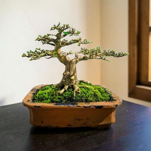 May include: A bonsai tree in a rectangular, brown ceramic pot. The tree has a thick, textured trunk and branches with small green leaves. The soil is covered in vibrant green moss, creating a miniature landscape.