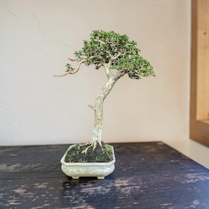 May include: A small bonsai tree with green leaves and a curved trunk. The tree is planted in a rectangular, off-white pot. The bonsai is set on a dark wooden surface.