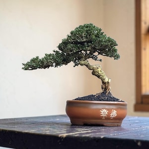 Serissa Foetida Bonsai Size Micro Real Picture | BC10-315