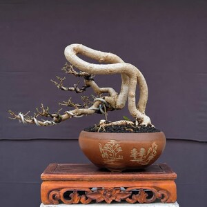 Premna Microphylla Bonsai Imagen Real / Kode 406