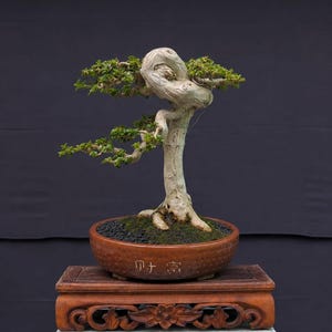 Árbol Bonsái Premna Microphylla Imagen Real - Kode 409