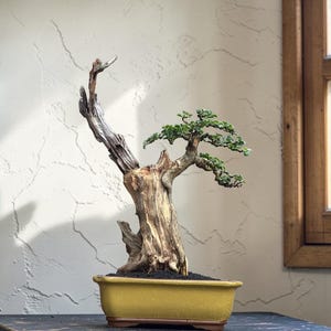 Cudrania Cochin Cinensis Bonsai Real Picture - BC19-315