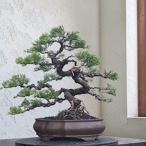 May include: A meticulously crafted bonsai tree with a twisted trunk and vibrant green foliage. The tree is planted in a brown, rectangular pot, showcasing the art of miniature tree cultivation. The background is a neutral wall.
