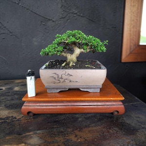 May include: A small bonsai tree with vibrant green leaves sits in a rectangular, light-colored pot with a decorative design. The pot rests on a wooden stand. A white and black lighter is next to the bonsai.