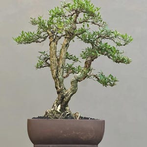 May include: A bonsai tree with a textured trunk and small green leaves. The tree is planted in a brown rectangular pot. The branches are wired to shape the tree. The background is a solid light gray.