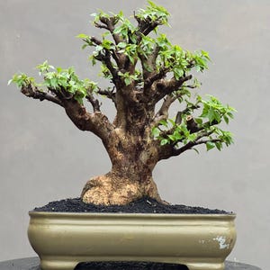 Puede incluir: Un bonsái con un tronco y ramas marrones texturizados, adornado con pequeñas hojas verdes. El árbol está plantado en una maceta rectangular de color claro llena de tierra oscura. Las ramas del árbol se extienden, creando una forma natural y equilibrada.