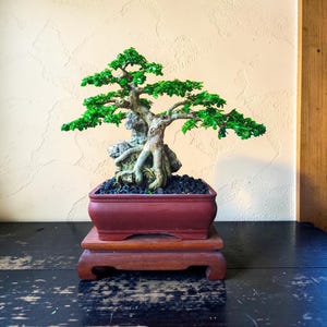 May include: A meticulously crafted bonsai tree with vibrant green foliage and a textured trunk. The tree is planted in a rectangular, reddish-brown pot, resting on a wooden stand. The bonsai's roots are partially exposed, adding to its aesthetic appeal.