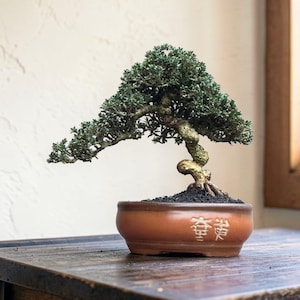 May include: A bonsai tree with green foliage and a twisted trunk is planted in a brown ceramic pot. The pot has Chinese characters etched into the front. The bonsai is placed on a wooden surface.