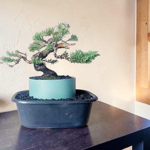 May include: A small bonsai tree with green foliage and a twisted trunk. The tree is planted in a teal-colored pot, which sits inside a black rectangular container filled with black pebbles. The bonsai is on a dark wooden surface.