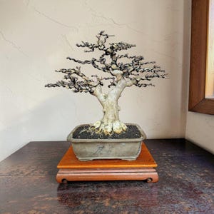 May include: A bonsai tree with a twisted trunk and branches, planted in a rectangular pot. The tree sits on a wooden stand. The leaves are a dark green color, and the trunk is a light brown color.