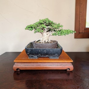 May include: A bonsai tree with vibrant green leaves and a thick, textured trunk. The tree is planted in a dark, rectangular pot, set on a wooden stand. The stand is placed on a dark brown surface.