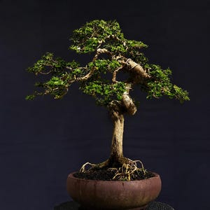 Premna Microphylla Bondai arbre image réelle petite taille-Kode 384