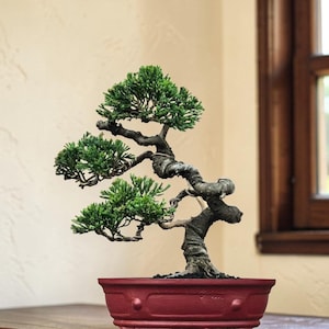 May include: A meticulously crafted bonsai tree with vibrant green foliage and a twisted, textured trunk. The tree is planted in a small, red rectangular pot. The background is a neutral beige, with a wooden window frame visible on the right.
