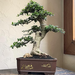 May include: A bonsai tree with green leaves and a thick, textured trunk. The tree is planted in a brown rectangular pot with a landscape design. The bonsai is a miniature tree, a form of living art.