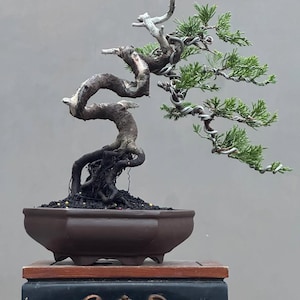 May include: A bonsai tree with a twisted trunk and branches, planted in a brown ceramic pot. The tree has green needles and is wired to shape its form. The pot sits on a decorative wooden stand against a gray background.