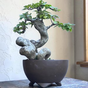 Puede incluir: Un bonsái con un tronco retorcido y texturizado y hojas verdes vibrantes. El árbol está plantado en una maceta redondeada de color marrón oscuro con tres pequeños pies. El bonsái se exhibe sobre una superficie de madera.