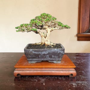 May include: A bonsai tree with green leaves and a thick, textured trunk. The tree sits in a dark, rectangular pot on a wooden stand. The stand is a reddish-brown color and has a decorative design.
