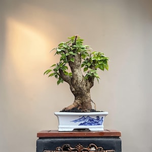 Puede incluir: Un árbol bonsái con hojas verdes y un tronco grueso y texturizado. El árbol está plantado en una maceta rectangular blanca con un diseño de paisaje azul y blanco. La maceta se encuentra sobre un soporte de madera oscura.