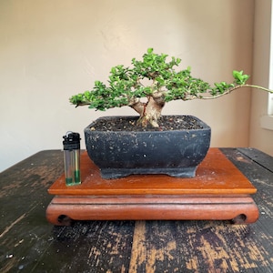 May include: A bonsai tree with vibrant green leaves and a thick, textured trunk. The tree is planted in a square, black pot, resting on a wooden stand. The stand is placed on a dark, weathered wooden surface. A lighter is next to the stand.