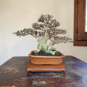 Streblus Asper Bonsai Real Picture - BC11
