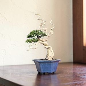 May include: A bonsai tree with green foliage and a twisted, white trunk and branches. The tree is planted in a blue, square-shaped pot. The bonsai is displayed on a dark wooden surface.