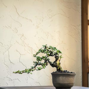 May include: A small bonsai tree in a brown ceramic pot. The tree has green leaves and a twisted trunk. The pot sits on a dark surface against a textured off-white wall. The bonsai is a miniature version of a full-sized tree.