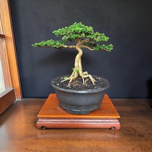 Bonsai Tree: Premna Microphylla Actual Picture | BC09