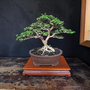 May include: A bonsai tree with green leaves and a brown trunk is potted in a brown ceramic pot. The pot sits on a small, rectangular wooden stand with rounded feet. The background is a dark, textured wall.