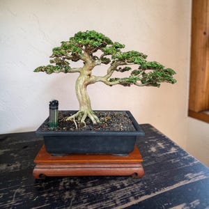 May include: A bonsai tree with green foliage and a textured trunk is displayed in a black rectangular pot. The pot sits on a wooden stand. A lighter is placed next to the tree. The tree is on a dark wooden table.