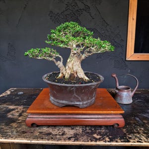 May include: A bonsai tree in a brown pot sits on a wooden stand. The tree has green leaves and a thick, textured trunk. A small, antique watering can is next to the bonsai. The background is a dark, textured wall.