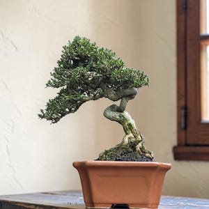Serissa Foetida Bonsai Size Micro Real Picture | BC10-315