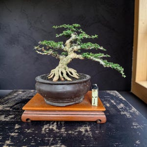 May include: A bonsai tree in a brown ceramic pot, displayed on a wooden stand. The tree has a gnarled trunk and branches with small green leaves. A lighter is next to the pot. The background is dark.