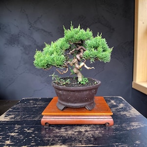 Bonsai Tree: Juniperus Chinensis Actual Picture