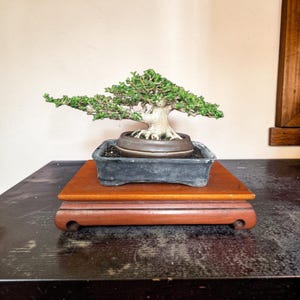 May include: A bonsai tree with green leaves and a thick, light-colored trunk. The tree is planted in a dark gray rectangular pot, which sits on a wooden stand. The stand is a reddish-brown color and has rounded edges.