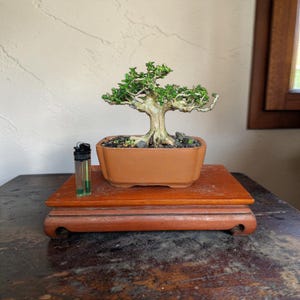May include: A bonsai tree with green leaves and a thick, textured trunk sits in a terracotta-colored rectangular pot. The pot rests on a dark wooden stand. A clear and black lighter is next to the pot.