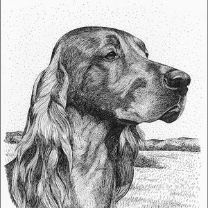 Pen and Ink Irish Setter headstudy signed print by Cindy Alvarado