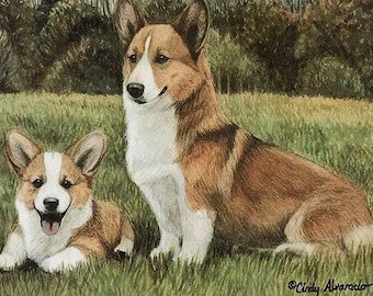 Può includere: Due Corgi gallesi di Pembroke, uno marrone e bianco e l'altro fulvo e bianco, sono seduti in un campo erboso. Il Corgi più grande è seduto con la testa girata di lato, mentre il Corgi più piccolo sta guardando direttamente lo spettatore. Entrambi i Corgi hanno la lingua leggermente fuori.