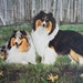 see more listings in the Sheltie Art section