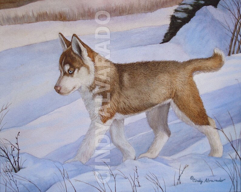 May include: A brown and white husky puppy walks through a snowy landscape. The puppy has blue eyes and a fluffy tail. The background is a light blue with white snow drifts.