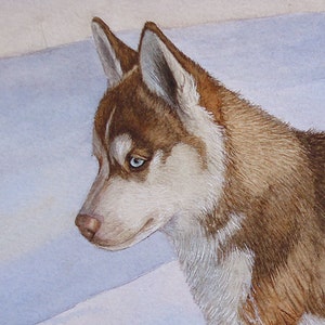 May include: A close-up of a brown and white husky dog with blue eyes. The dog is looking to the side and has a soft, fluffy coat.