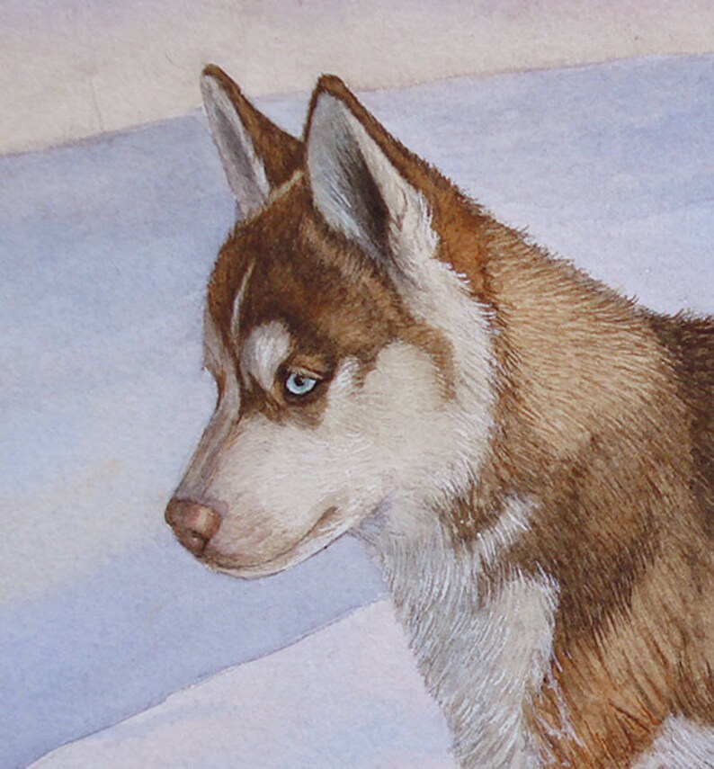 May include: A close-up of a brown and white husky dog with blue eyes. The dog is looking to the side and has a soft, fluffy coat.