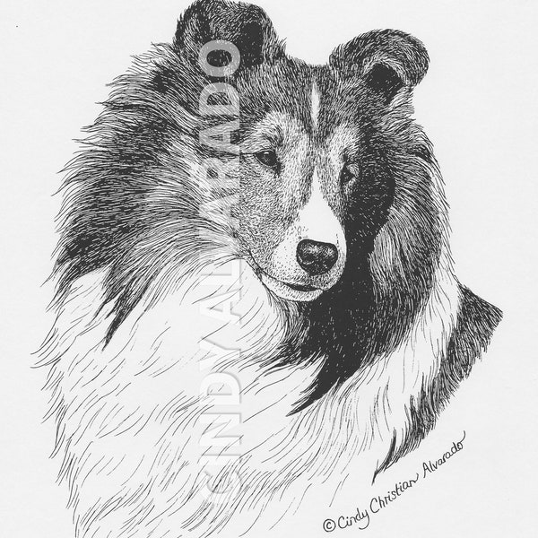 Sable Sheltie, pen and ink print