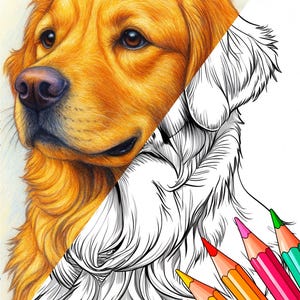 Può includere: Illustrazione dettagliata di un cane Golden Retriever, con un lato colorato in tonalità oro e marrone, e l'altro lato un disegno a tratteggio in bianco e nero. Matite colorate in varie tonalità sono nell'angolo in basso a destra.